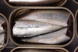 Image du Maroc Professionnelle de  Mise en boite des sardines fraiches dans une conserverie à Agadir, ville située au sud du Maroc, Vendredi 23 Août 2002. (Photo / Abdeljalil Bounhar) 